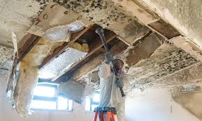 Best Post-Construction Mold Inspection  in Mount Carroll, IL